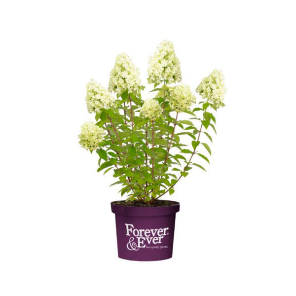 Rispenhortensie Little