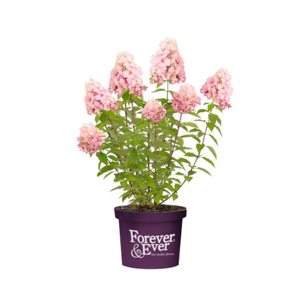 Rispenhortensie Little