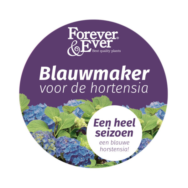 Forever & Ever Hortensie Blaumacher