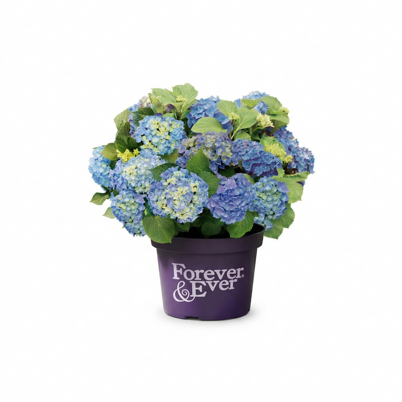 Boeren Hortensia Blauw