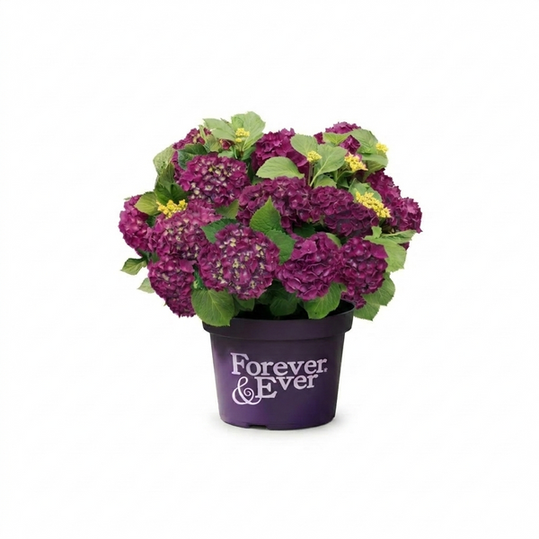 Ballhortensie Lila