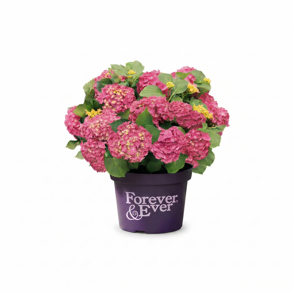 Ballhortensie Rot