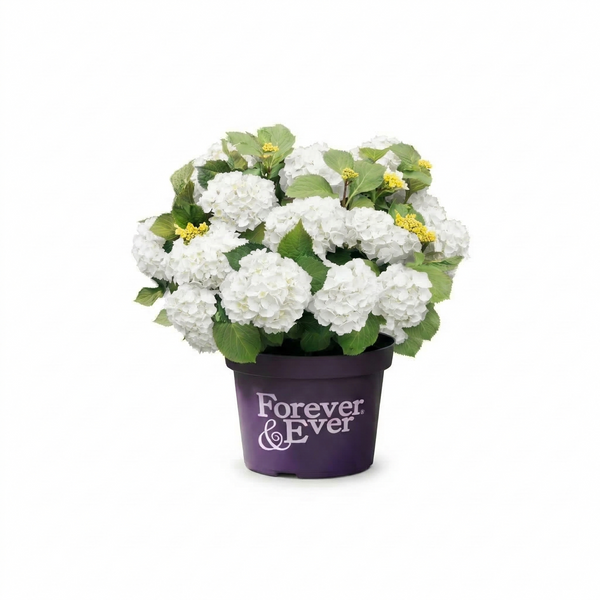 Ballhortensie Weiß