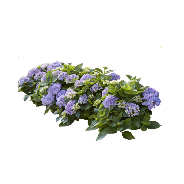 Hortbux m2 (5 Stck)
