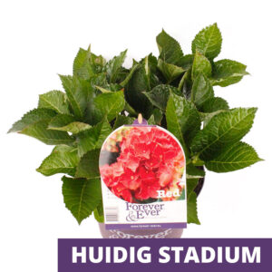 Bauernhortensie