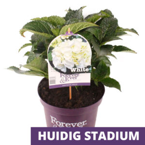 Bauernhortensie