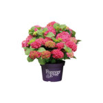 Bauernhortensie Red